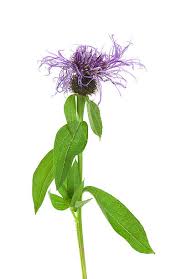 Attēlu rezultāti vaicājumam “Centaurea phrygia bud”