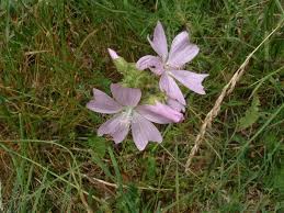 Attēlu rezultāti vaicājumam “Malva moschata flower”