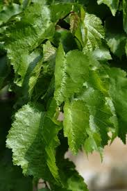 Attēlu rezultāti vaicājumam “Corylus colurna”