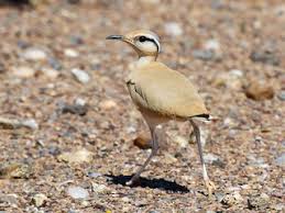 Image result for Cursorius cursor