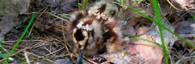 Attēlu rezultāti vaicājumam “Scolopax rusticola eggs”