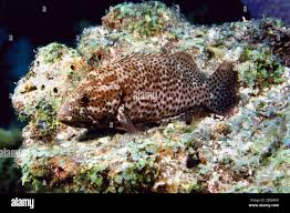 Image result for Cephalopholis cruentata