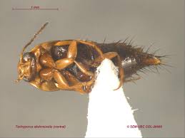 Attēlu rezultāti vaicājumam “Tachyporus sp.”