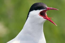 Attēlu rezultāti vaicājumam “Sterna”