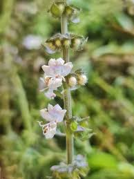 Attēlu rezultāti vaicājumam “Ocimum basilicum flower”