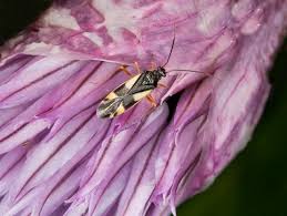 Attēlu rezultāti vaicājumam “Dryophilocoris flavoquadrimaculatus”
