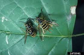 Attēlu rezultāti vaicājumam “Syrphidae”