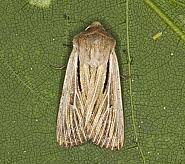 Attēlu rezultāti vaicājumam “Leucania comma”