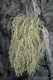 Attēlu rezultāti vaicājumam “Usnea hirta”