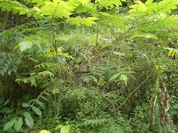 Attēlu rezultāti vaicājumam “Juglans mandshurica”