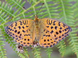 Attēlu rezultāti vaicājumam “Brenthis daphne underside”