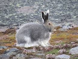 Attēlu rezultāti vaicājumam “Lepus sp.”