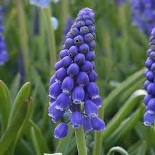 Attēlu rezultāti vaicājumam “Muscari armeniacum flower”