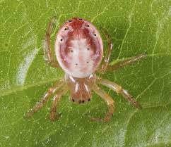 Attēlu rezultāti vaicājumam “Araniella”