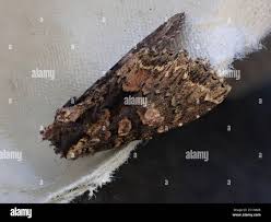 Attēlu rezultāti vaicājumam “Mniotype satura”