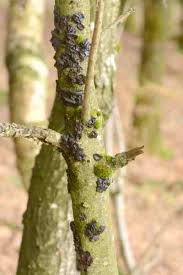 Attēlu rezultāti vaicājumam “Exidia truncata”