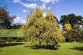 Attēlu rezultāti vaicājumam “Malus x zumi”