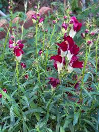 Attēlu rezultāti vaicājumam “Cenolophium denudatum leaf”