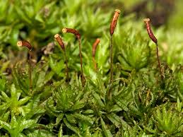 Attēlu rezultāti vaicājumam “Atrichum undulatum”