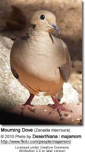 Image result for Zenaida macroura