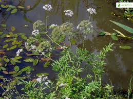 Attēlu rezultāti vaicājumam “Cicuta virosa flower”