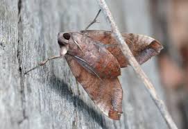Attēlu rezultāti vaicājumam “Aphodius subterraneus imago”