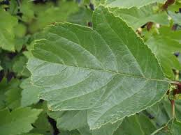 Attēlu rezultāti vaicājumam “Crataegus chlorosarca”