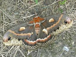 Attēlu rezultāti vaicājumam “Lepidoptera”