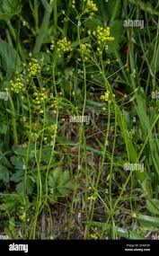 Attēlu rezultāti vaicājumam “Draba nemorosa”