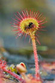 Attēlu rezultāti vaicājumam “Drosera rotundifolia flower”