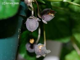 Attēlu rezultāti vaicājumam “Viola odorata bud”