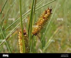Attēlu rezultāti vaicājumam “Carex rostrata”
