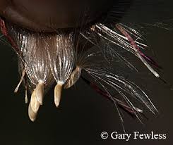 Attēlu rezultāti vaicājumam “Cirsium palustre fruit”