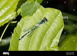 Attēlu rezultāti vaicājumam “Coenagrion pulchellum male”