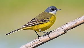 Attēlu rezultāti vaicājumam “Motacilla flava flava adult”