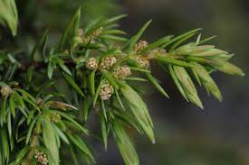 Attēlu rezultāti vaicājumam “Juniperus communis male flower”