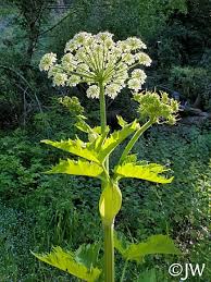 Attēlu rezultāti vaicājumam “Heracleum”