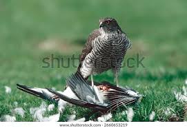 Attēlu rezultāti vaicājumam “Accipiter nisus female”