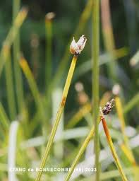 Attēlu rezultāti vaicājumam “Trichophorum cespitosum fruit”