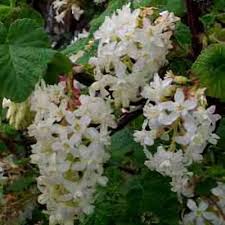 Attēlu rezultāti vaicājumam “Ribes uva-crispa flower”