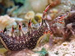 ผลการค้นหารูปภาพสำหรับ Bornella Anguilla