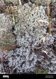 Attēlu rezultāti vaicājumam “Cladonia mitis”