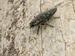 Attēlu rezultāti vaicājumam “Chalcophora mariana”