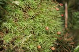 Attēlu rezultāti vaicājumam “Bartramia pomiformis”