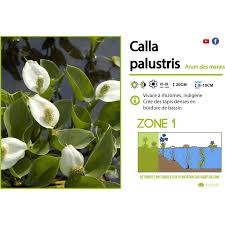 Attēlu rezultāti vaicājumam “Calla palustris”