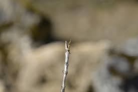 Attēlu rezultāti vaicājumam “Lonicera xylosteum bud”