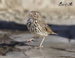 Attēlu rezultāti vaicājumam “Anthus trivialis”