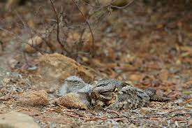 Attēlu rezultāti vaicājumam “Caprimulgus europaeus nest”