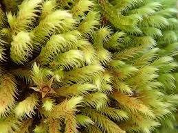 Attēlu rezultāti vaicājumam “Philonotis sporophyte”