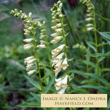 Image result for Digitalis lutea